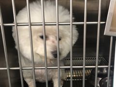 -宠颐生猫科·内科皮肤科(西平世纪城店)