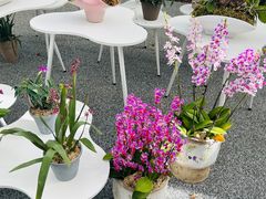 -上海鲜花港