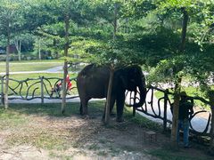 -野象谷景区