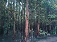 -桤木河湿地公园