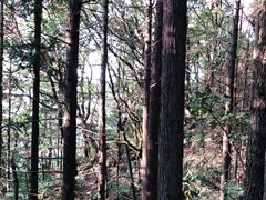 -罗田薄刀峰风景区