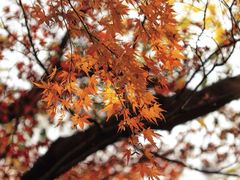 -秋霞圃