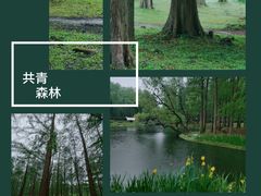 -上海共青森林公园