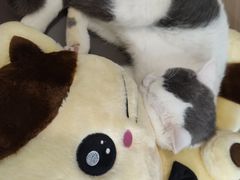 -喵园·猫主题咖啡厅·撸猫·猫咖(国贸店)