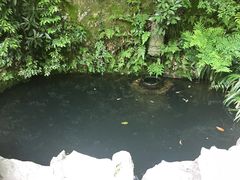 -十八棵（老龙井）御茶园(老龙井店)