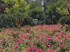 -滨河世纪广场公园