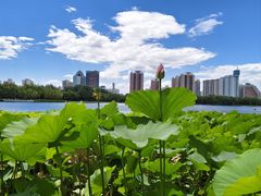 -莲花池公园