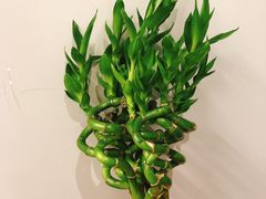 -金陵花卉交易市场