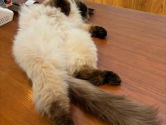 -有猫主题·治愈系猫咖(曾厝垵店)