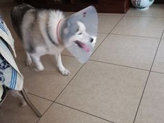 -美联众合宠物医院·爱萌分院·内外科·猫科中心