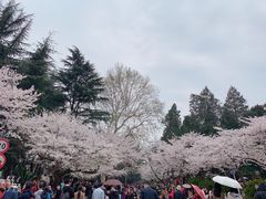 -武汉大学-樱园