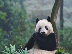 -中国大熊猫保护研究中心雅安碧峰峡基地