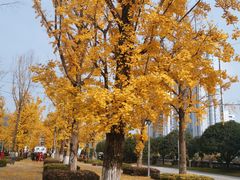 -两江幸福广场