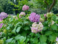 -上海共青森林公园