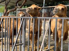 -泉州海丝野生动物世界