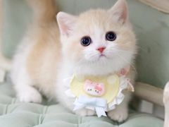-欣宠猫屋·矮脚拿破仑·蓝金金渐层