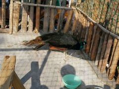 android_upload_pic-茯茶镇