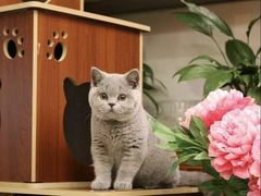 -Bastet sally猫舍购宠(静安店)