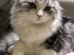 -猫腻·猫咖·撸猫馆(星光大道店)