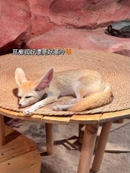 -Zoolung Zoolung动物主题公园(海信广场店)