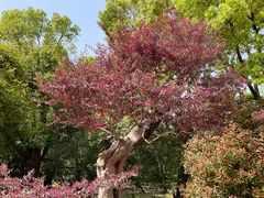 -上海共青森林公园