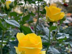 -人民公园(罗湖区)