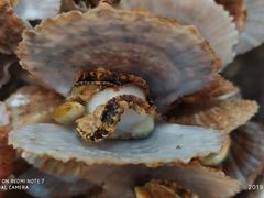 -宾朋海鲜特色美食餐厅·纯手工鲅鱼水饺(兴海路店)