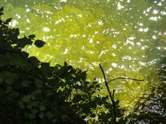 -牛背梁国家森林公园