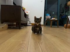 -爱诺耐芙动物医院(万博店)