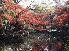 -秋霞圃