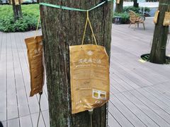 -东平国家森林公园