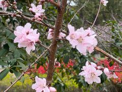 -金鸡湖桃花岛