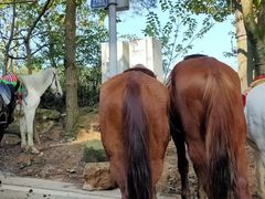 -铁山坪森林公园