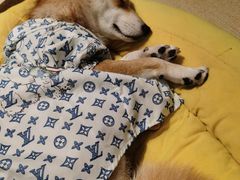 -逗柴咖啡屋·狗咖猫咖宠物桌游