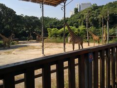 -深圳野生动物园