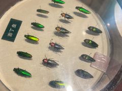 -陕西自然博物馆