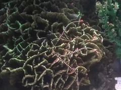 -暹罗海洋世界