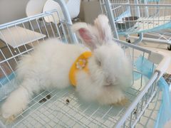 -怪兽屋·羊驼·猫咖·狗咖(俊华广场店)