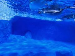 -海合安成都极地海洋公园