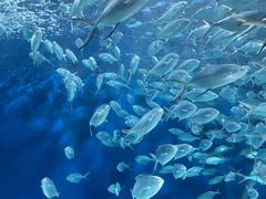 -上海海洋水族馆