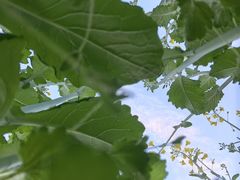 -粤珍轩·家宴·广式茶点(新城广场店)