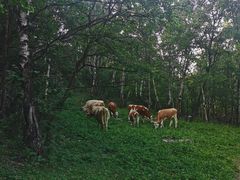 -驼梁风景区