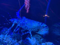 -迪拜水族馆及水下动物园