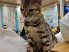 -猫小院猫主题咖啡厅(北锣店)