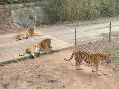 -深圳野生动物园