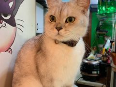 -李小姐の猫咖啡馆(五角场店)