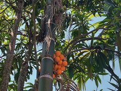 -西双版纳傣族园