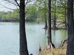 -贡湖湾湿地公园