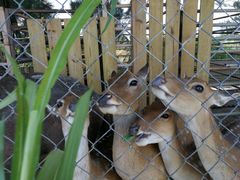 -鹿境梅花鹿生态园区
