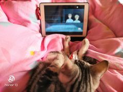 -喵zoo家庭繁育猫舍(尖东智能花园店)